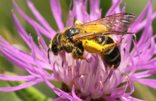 Réf. 287 555 : Halictus sp.